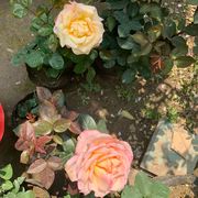 让人迷恋的初心者