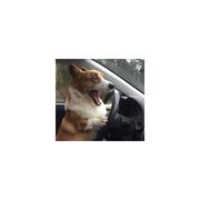 狗狗车