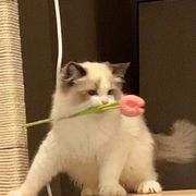 神舰传说（红月）