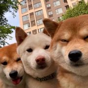 好兄弟