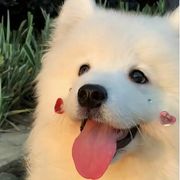 狗子