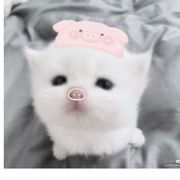听