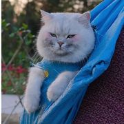 红豆沙和杨枝甘露