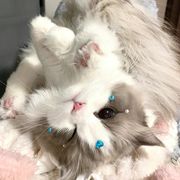 芙
