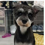 Schnauzer 七七