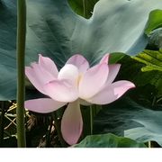 向阳而生