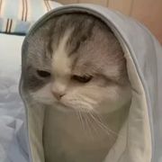 核爆肘子