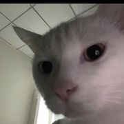 忧郁小猫咪