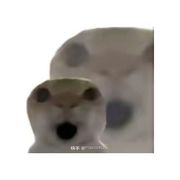 ♂