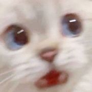 鸡