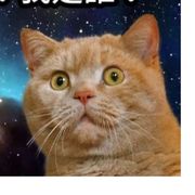 猫猫不理解