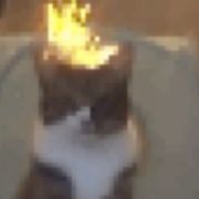 重生之我是重生猫