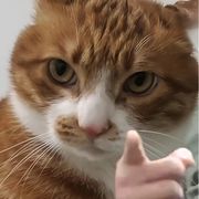 八嘎猫