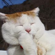 喵喵