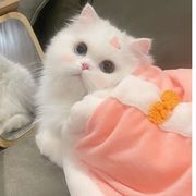 栖燕（游戏攻略分享）