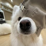 香肠派对航海家