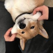 淼淼诶