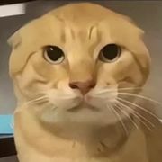 哈！