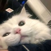 大白~