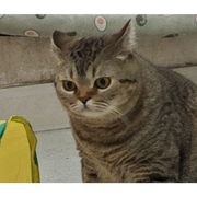 鸢