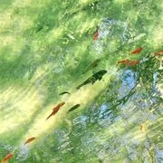 你家隔壁收破烂的