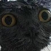 茶馆、猫咪子