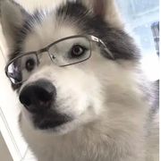 叶二哈