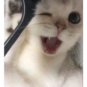 占风铎