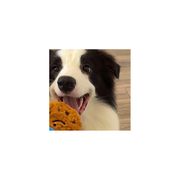 星光璀璨招募官