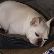 Doozen