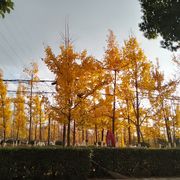 陈陈爱游戏
