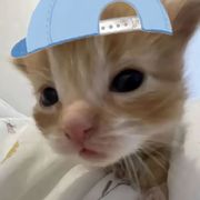 纯欲大母猴🐒