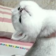 听云笙