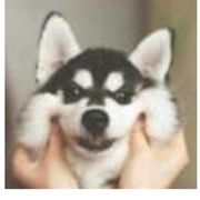 哈士奇