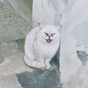 🐯