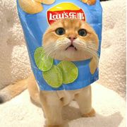 源兽今天加保底了吗？