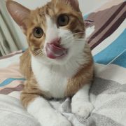 丁·尼格·费