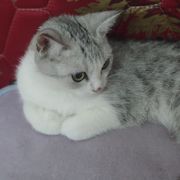 Leon