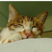 不给糖就捣蛋(=^▽^=)