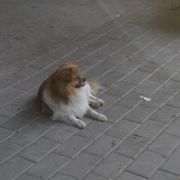 一只进化中的Dog