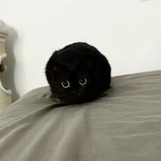 煤球