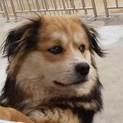 生姜水