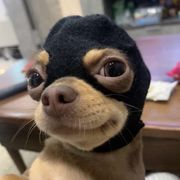 快手搜小陈儿