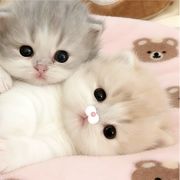 都是小猪变的