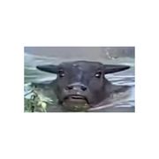 勇敢牛牛不怕困难