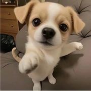 小凡