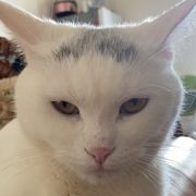 Daniel ⁶⁶⁶₆₆₆