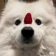 龙勃罗梭梭板