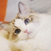 今晚吃兔兔