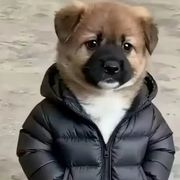 无畏的修士